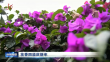 花香四溢庆新年