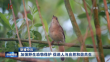 加强野生动物保护 促进人与自然和谐共生