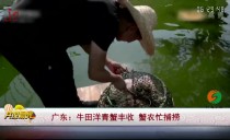 共度晨光