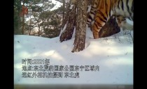 真相