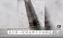 共度晨光