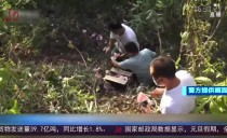 共度晨光