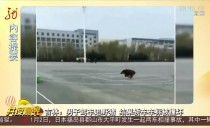 共度晨光