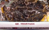 共度晨光