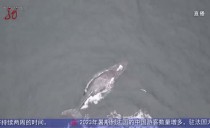 共度晨光