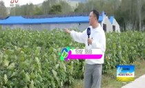三农直播间