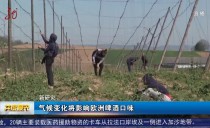 共度晨光