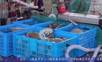 共度晨光
