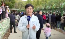 共度晨光