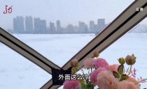 共度晨光